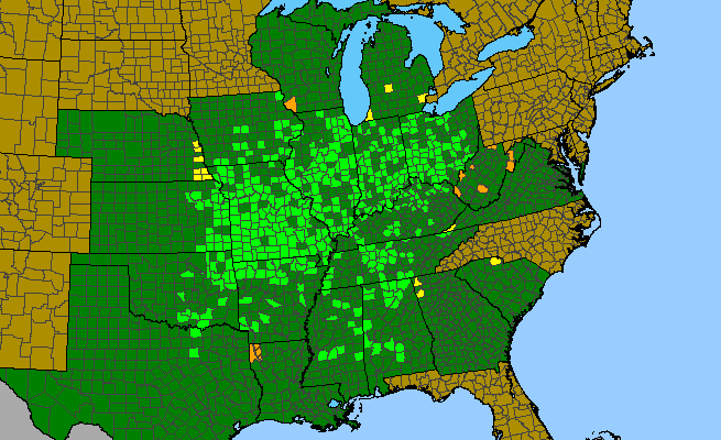 The range of Dasistoma macrophyllum